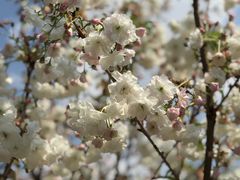 -天适樱花悠乐园