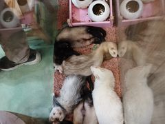 -藦茜花园宠物主题亲子互动体验馆(国顺东路店)