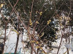-郑州西亚斯学院-体育学院