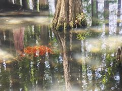 -东湖落雁景区