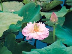 -荷塘月色湿地公园·向阳花洲