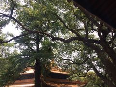 -普陀山慧济禅寺