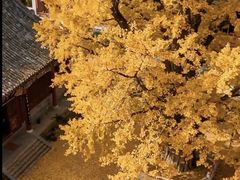 -上海观复博物馆