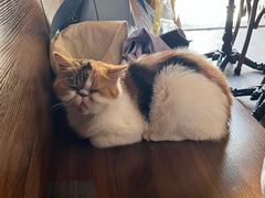 -猫岛主趣味餐厅(鼓浪屿店)