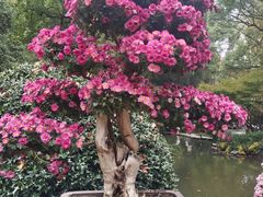 -杭州植物园