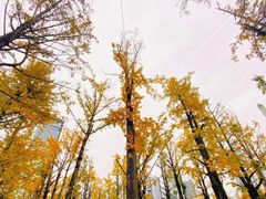 -百林公园-两江幸福广场