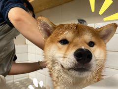 -帕帕拉兹宠物(亚洲旗舰店)