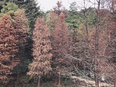 -云溪植物园