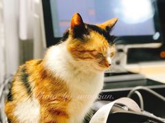 -萌萌牛紫米露(烟台大学店)