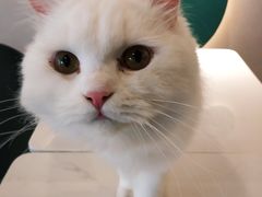 -飞行喵MR PILOT|猫舍·猫咖(静安大融城店)
