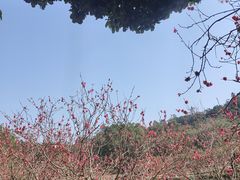 -南国桃园旅游度假区