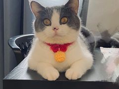-凯特喵百思猫专科医院