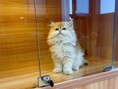 -猫十亿·布偶金渐层·曼基康矮脚猫舍(青年路店)