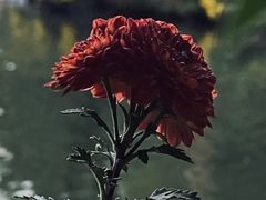 -杭州植物园