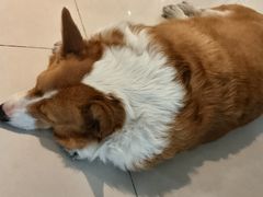 -平行世界·猫咖(首经贸店)