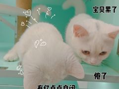 -猫宠乐园·专业洗护