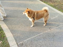 -景田北六街公园宠物主题园
