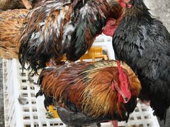 -肖肖酸萝卜鱼火锅(总店)