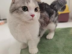 -1013 PET SHOP精品宠物商店(丁香店)