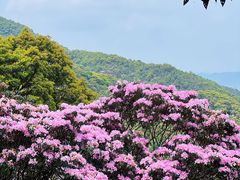 -梧桐山风景名胜区
