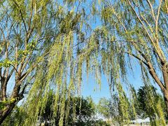 -石家庄市植物园