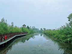 -泗洪洪泽湖湿地景区