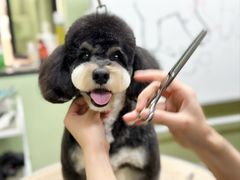 -鑫艺宠物美容培训学校