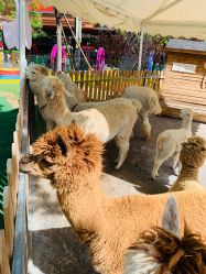 -萌宠亲子动物乐园(槐房万达店)