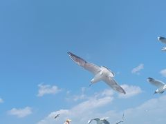 -海埂大坝