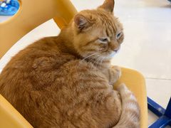 -平行世界·猫咖(首经贸店)