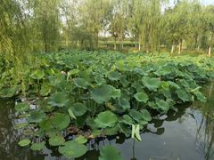 -永定河休闲森林公园