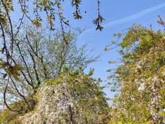 -古柏渡飞黄旅游区