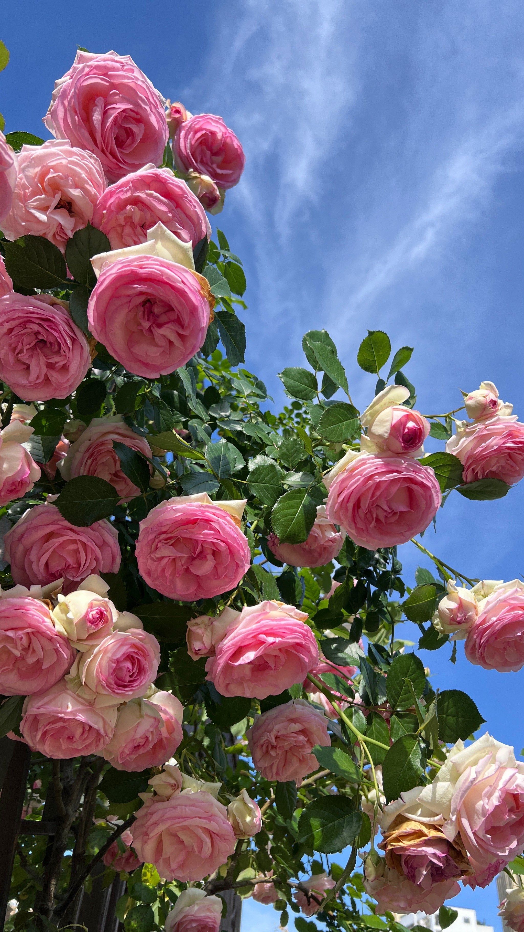 龙沙宝石,藤本月季之冠