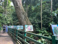 -西双版纳原始森林公园