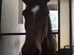 -枫露马术学院(藏书校区)