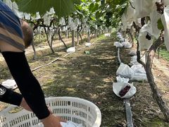 -马陆小张葡萄园农家乐