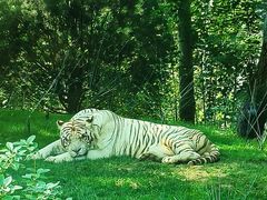 -北京野生动物园