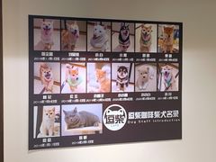 -逗柴咖啡屋·狗咖猫咖宠物桌游
