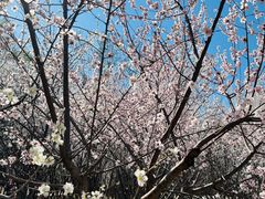-桃花堤公园