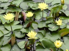 -国家植物园南园