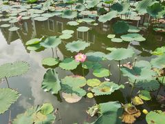 -成都南湖公园
