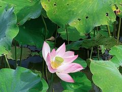 -贵阳市花溪国家城市湿地公园