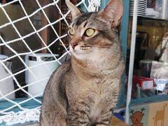 -喵屿·大理花园猫咖