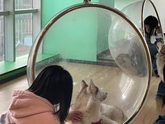 -Husky Go! 哈士奇体验馆·宠物咖啡厅狗咖