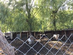 -北京东方普罗旺斯薰衣草庄园