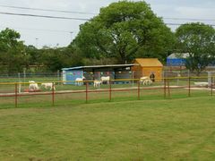 小动物区-上海长兴岛郊野公园