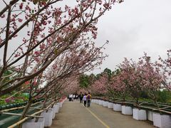 -观澜湖生态运动公社
