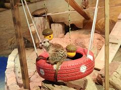 -正佳雨林生态植物园