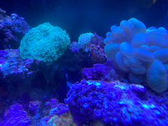 -青石桥花鸟鱼虫市场(叠翠城店)