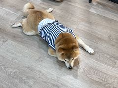 -柴迷FANS CLUB·柴犬狗咖·猫咖